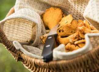 Falsche Identifikation von Pilzen in Deutschland: Pfifferlinge und Steinpilze news-14092024-052604