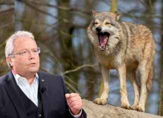 Wolf im Visier: ÖVP-Mann will Schafe ungestraft töten news-14092024-102521