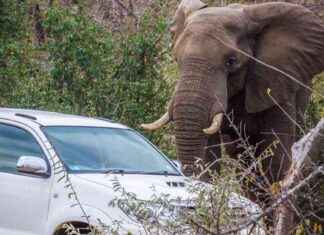 Simbabwe kündigt drastische Maßnahme zur Reduzierung der Elefantenpopulation an news-14092024-120319