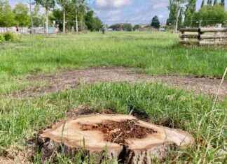 PBN-Labor #16: Kahlschlag, beliebte Schulen und Spinner – Zusammenfassung news-15092024-003833