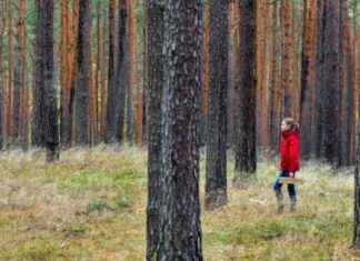 Pilze sammeln: Tipps für die Suche unter Kiefern, Eichen und Buchen news-15092024-063955
