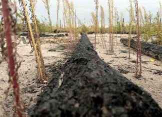 Auswirkungen von Waldbränden auf die Natur: Ein verheerendes Ereignis news-16092024-085347