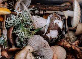 Pilze sammeln in Berlin: Tipps und Infos für Anfänger news-20092024-174840