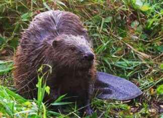 25 Biber getötet an den Deichen der Oder: Eine traurige Realität in Deutschland news-24092024-152602