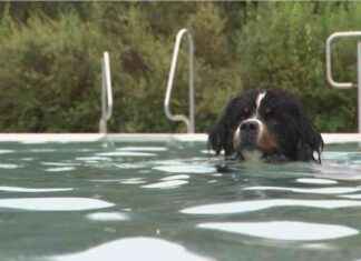 Hundeschwimmen: Der ultimative Spaß im Wasser! news-07102024-030407