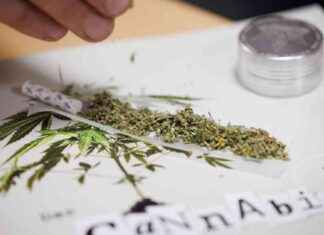 Cannabisgesetz: Gewerkschaft zweifelt an Wirksamkeit news-11102024-074300