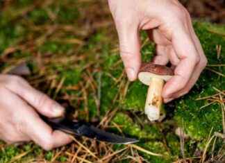 Pilze sammeln: Warum Röhrlinge ideal für Anfänger sind news-21102024-141944