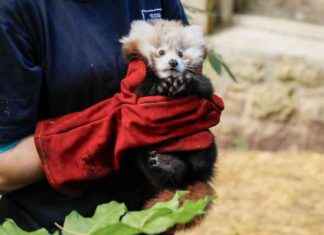 Rotes Panda-Baby stirbt nach Feuerwerk – Regierung reagiert news-14112024-171918