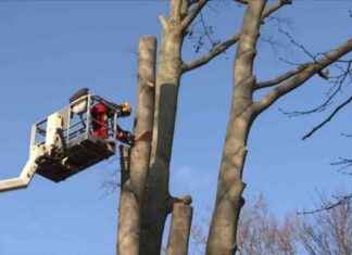 Die gefällte historische Buche im Schlosspark Schönhausen die-gefllte-historische-buche-im-schlosspark-schnhausen