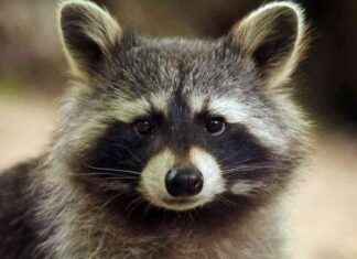 Einbrecher entpuppt sich als Waschbär: Haus verwüstet einbrecher-entpuppt-sich-als-waschbr-haus-verwstet