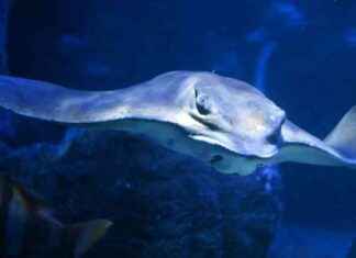 Schließung von Sea Life und Little Big City: Was passiert als nächstes? schlieung-von-sea-life-und-little-big-city-was-passiert-als-nchstes