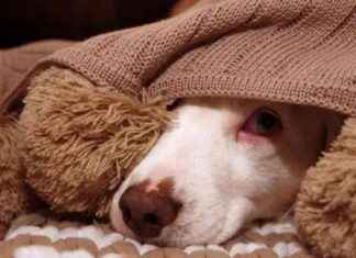 Tipps zum Schutz Ihres Hundes an Silvester: Tierschutzbund gibt wichtige Ratschläge tipps-zum-schutz-hres-hundes-an-silvester-tierschutzbund-gibt-wichtige-ratschlge