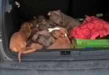 warnung-vor-illegalem-welpenkauf-tierschtzer-alarmiert-zu-weihnachten