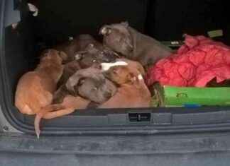 Warnung vor illegalem Welpenkauf: Tierschützer alarmiert zu Weihnachten warnung-vor-illegalem-welpenkauf-tierschtzer-alarmiert-zu-weihnachten