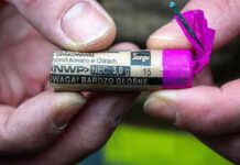 silvester-berlin-schwere-handverletzungen-durch-bller-sicherheitstipps-fr-feiernde