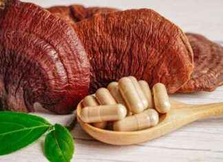 Sind Vitalpilze gefährlich? Experten warnen vor unklaren Inhaltsstoffen sind-vitalpilze-gefhrlich-experten-warnen-vor-unklaren-nhaltsstoffen