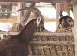 Vielfalt der Landwirtschaft auf der Grünen Woche Berlin vielfalt-der-landwirtschaft-auf-der-grnen-woche-berlin