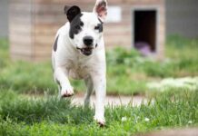 neues-zuhause-fr-hndin-nach-8-jahren-im-tierheim-in-brandenburg