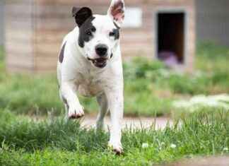 Neues Zuhause für Hündin nach 8 Jahren im Tierheim in Brandenburg neues-zuhause-fr-hndin-nach-8-jahren-im-tierheim-in-brandenburg