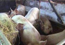 verkehrsstau-durch-schweine-in-brandenburg-lsungen-und-manahmen