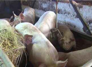 Verkehrsstau durch Schweine in Brandenburg – Lösungen und Maßnahmen verkehrsstau-durch-schweine-in-brandenburg-lsungen-und-manahmen