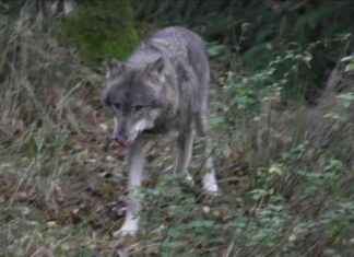 Regeln für den Abschuss von Wölfen: Aktuelle Änderungen und Planungen regeln-fr-den-abschuss-von-wlfen-aktuelle-nderungen-und-planungen