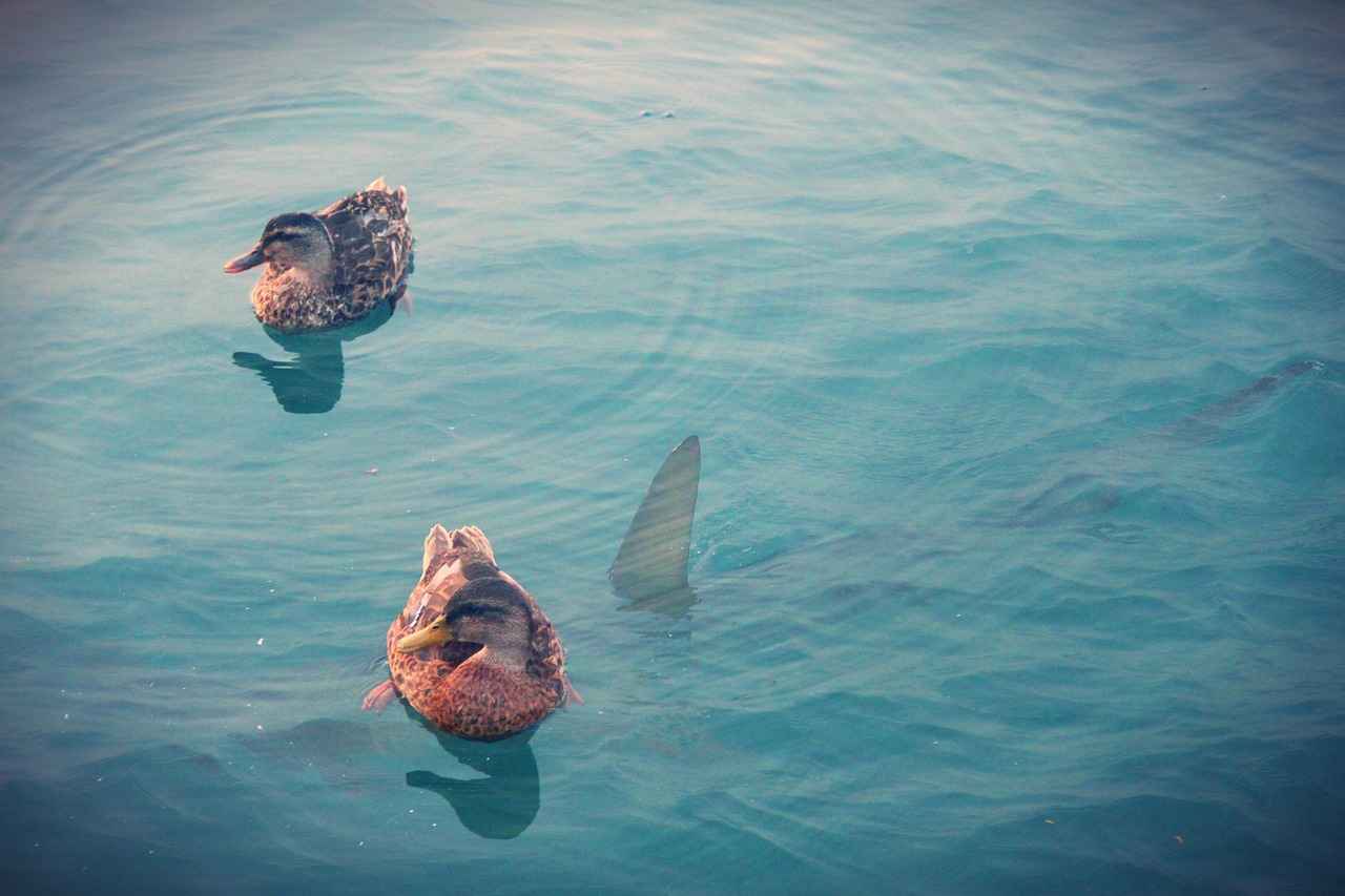 Gibt es geleakte Bilder oder Videos von Abella Danger?