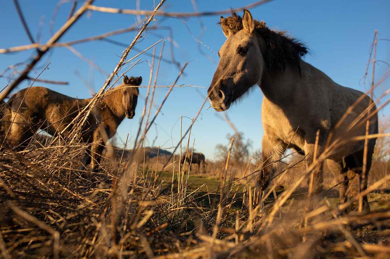 Airikacal OnlyFans Profil – Gibt es geleakte Fotos oder Videos? 11 Wie gehen Ersteller mit geleakten Inhalten um?
