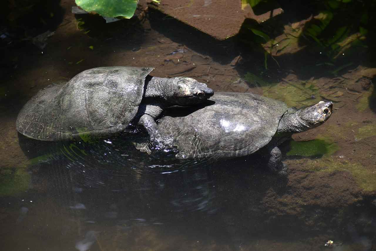 Airikacal OnlyFans Profil – Gibt es geleakte Fotos oder Videos? 12 Was sind die rechtlichen Implikationen von geleakten Inhalten?