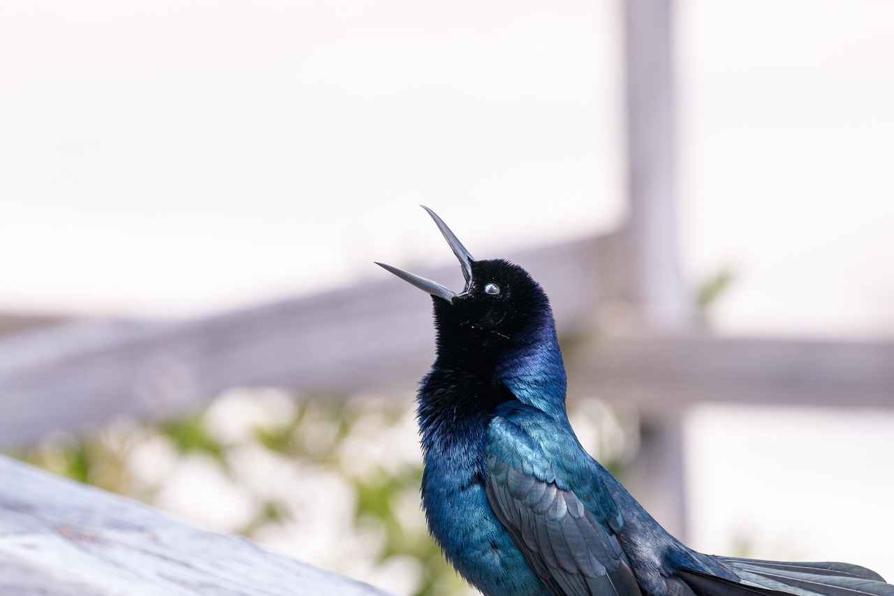 Aishah Sofey OnlyFans Profil – Gibt es geleakte Fotos oder Videos? 13 Welche rechtlichen Aspekte sind bei OnlyFans zu beachten?