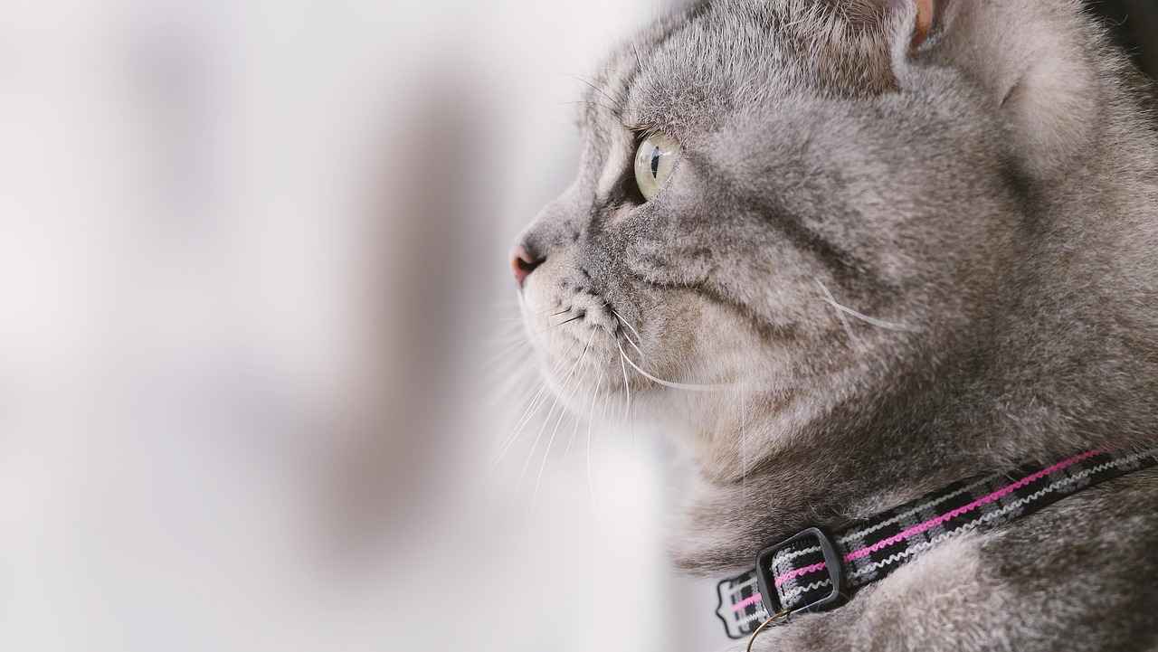 Aishah Sofey OnlyFans Profil – Gibt es geleakte Fotos oder Videos? 15 Was sagen Fans über Aishah Sofey auf OnlyFans?