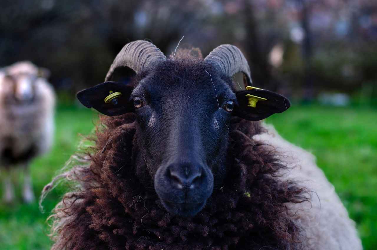 Welche Herausforderungen hat Ari Kytsya auf OnlyFans erlebt?