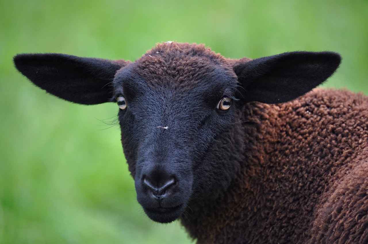 Was sind die finanziellen Aspekte von Ari Kytsyas OnlyFans-Profil?