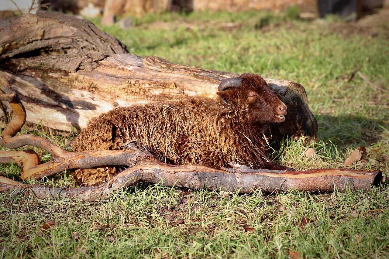 Was sagen Fans über Ari Kytsya und ihre Inhalte?