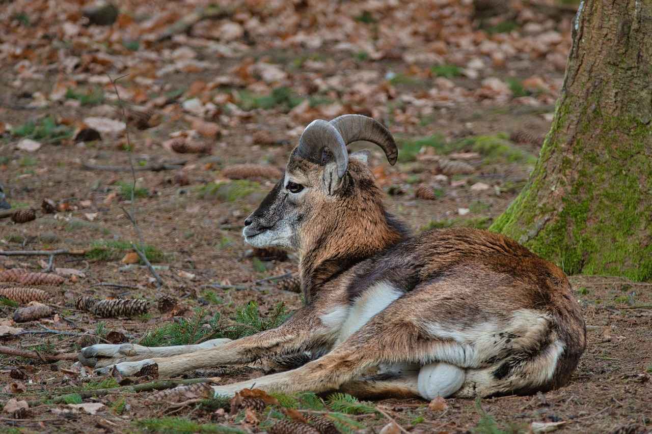 Was für Inhalte bietet Ari Kytsya auf ihrem Profil an?