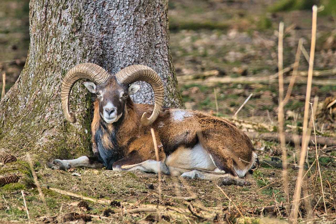 Wie beeinflussen soziale Medien Ari Kytsyas OnlyFans-Profil?