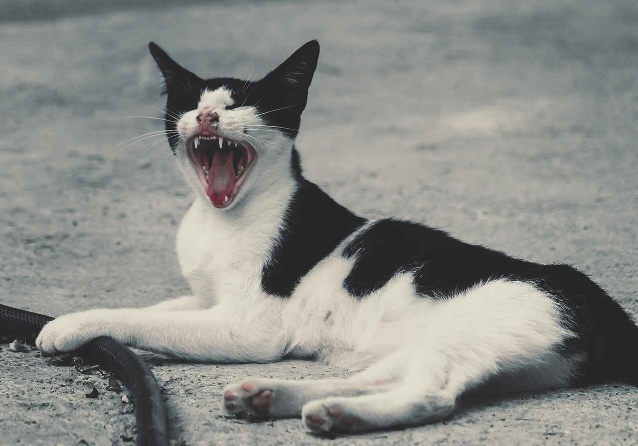 Bella Thorne OnlyFans Profil – Gibt es geleakte Fotos oder Videos? 15 Wie wird Bella Thorne's OnlyFans-Profil in den Medien dargestellt?