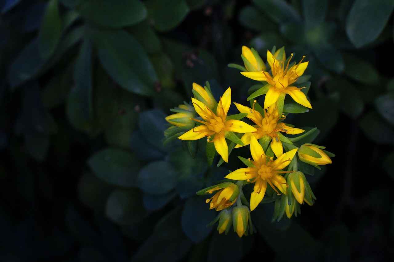 Bella Thorne OnlyFans Profil – Gibt es geleakte Fotos oder Videos? 3 Welche Art von Inhalten bietet Bella Thorne auf OnlyFans an?