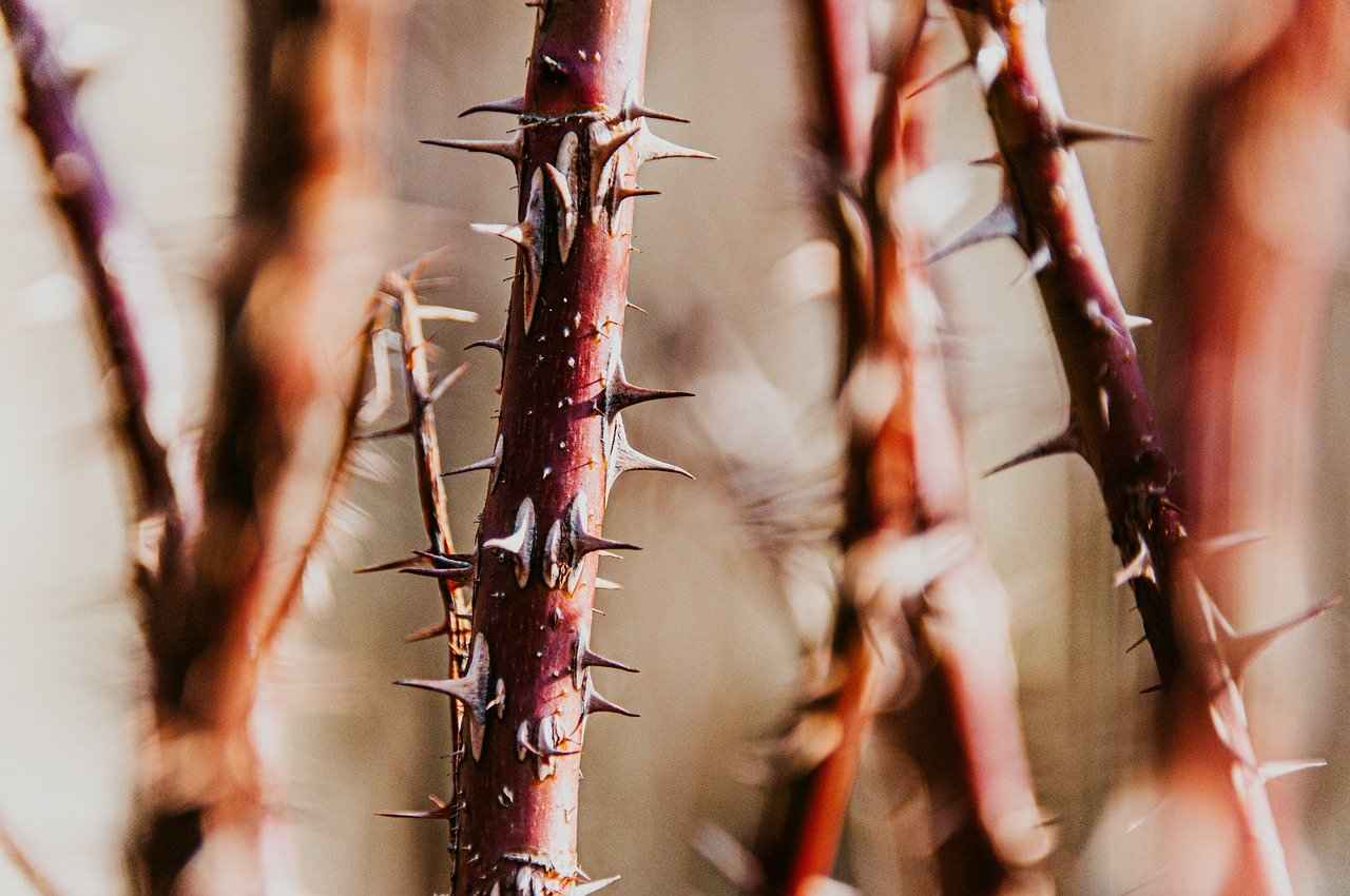 Bella Thorne OnlyFans Profil – Gibt es geleakte Fotos oder Videos? 5 Was sind die Vorteile von OnlyFans für Creator wie Bella Thorne?