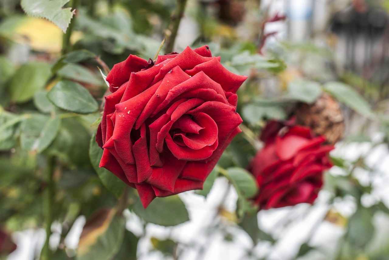 Bella Thorne OnlyFans Profil – Gibt es geleakte Fotos oder Videos? 6 Gibt es Berichte über geleakte Inhalte von Bella Thorne?