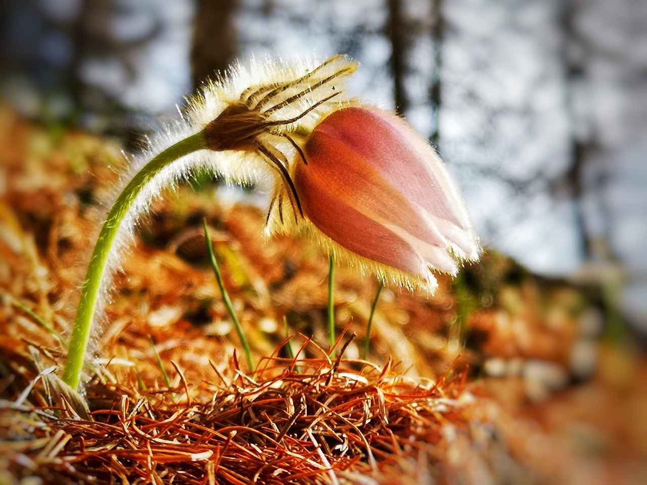 Bella Thorne OnlyFans Profil – Gibt es geleakte Fotos oder Videos? 8 Was sagen Fans über Bella Thorne's OnlyFans-Inhalte?