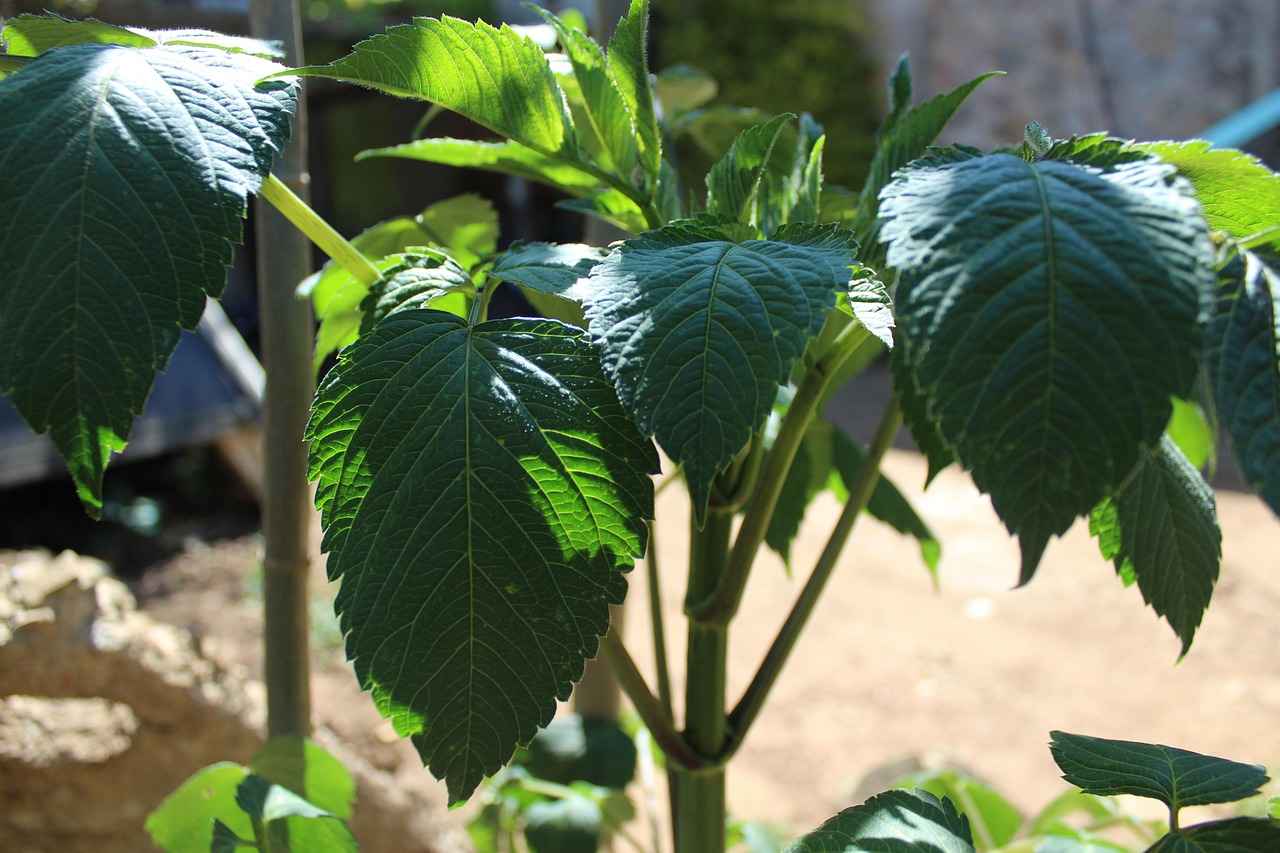 Wer ist Camilla Araujo?