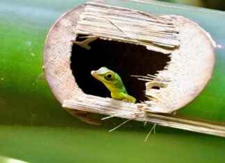 Denise Richards OnlyFans Profil – Gibt es geleakte Fotos oder Videos? Denise Richards OnlyFans Profil – Gibt es geleakte Fotos oder Videos?