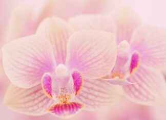 Grace Charis OnlyFans Profil – Gibt es geleakte Fotos oder Videos? Grace Charis OnlyFans Profil – Gibt es geleakte Fotos oder Videos?