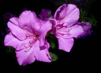 Iggy Azalea OnlyFans Profil – Gibt es geleakte Fotos oder Videos? Iggy Azalea OnlyFans Profil – Gibt es geleakte Fotos oder Videos?