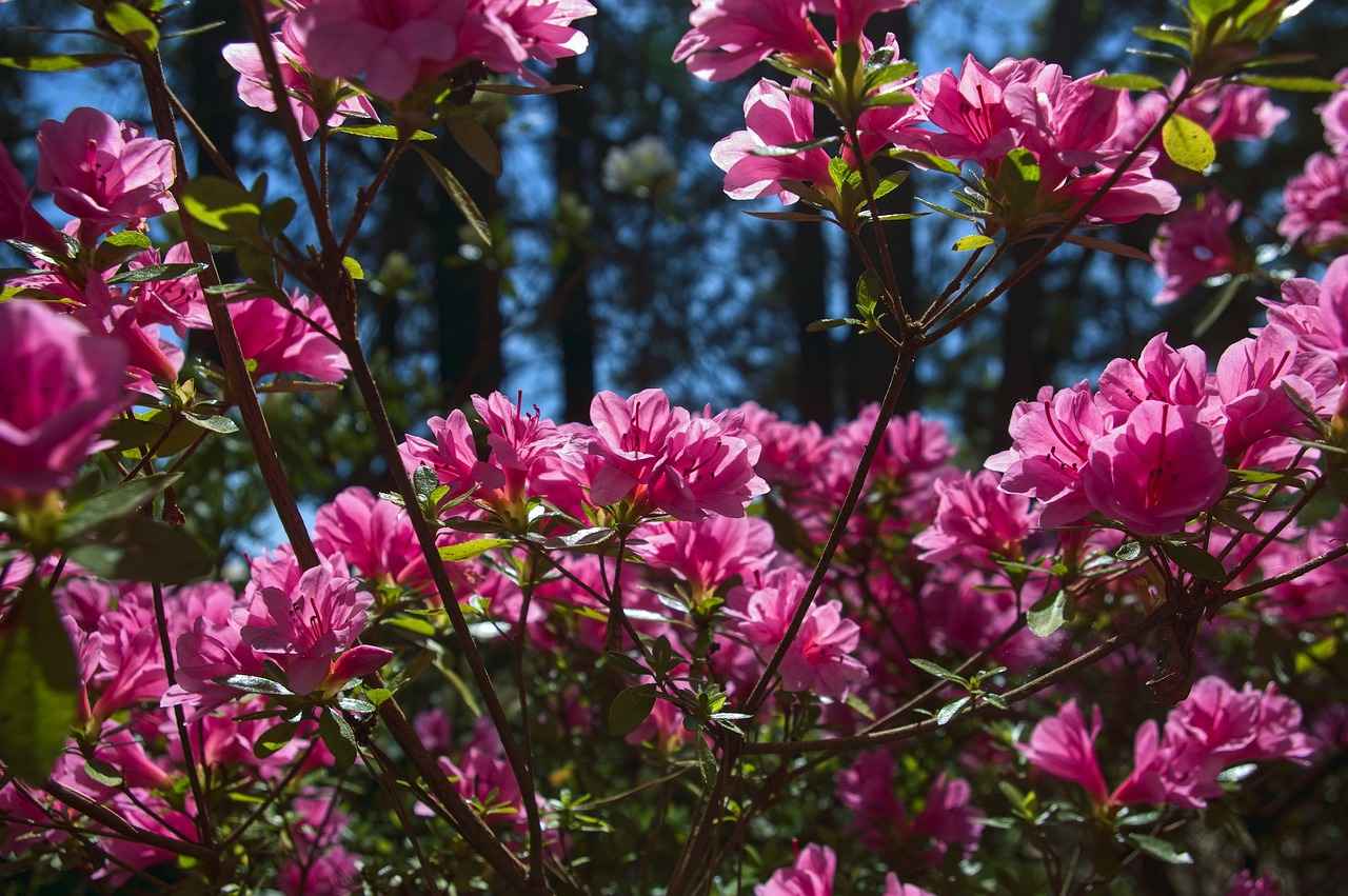 Iggy Azalea OnlyFans Profil – Gibt es geleakte Fotos oder Videos? 10 Wie haben sich die Einnahmen von Iggy Azalea auf OnlyFans entwickelt?