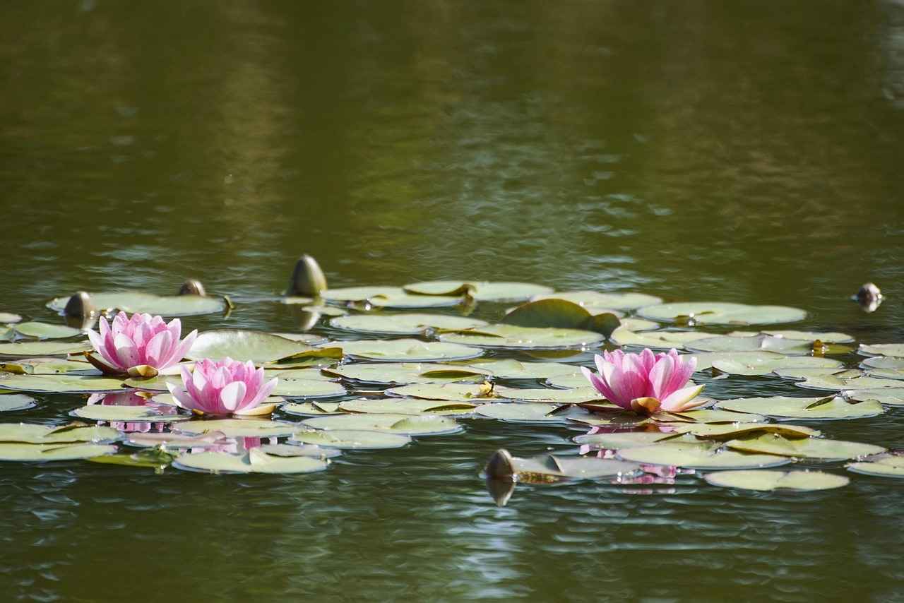 Wie wichtig ist die Monetarisierung für Kirstentoosweet?