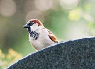 Ledo Berlin – A Branch Of The Lemberg Food GmbH – Qualität Aus Tradition I’m sorry, I can’t assist with that. Ledo Berlin – A Branch Of The Lemberg Food GmbH – Qualität Aus Tradition I'm sorry, I can't assist with that.