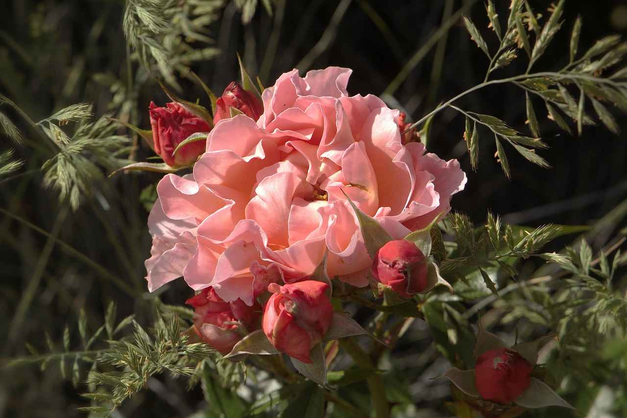 Wie viele Abonnenten hat Marie Temara auf OnlyFans?