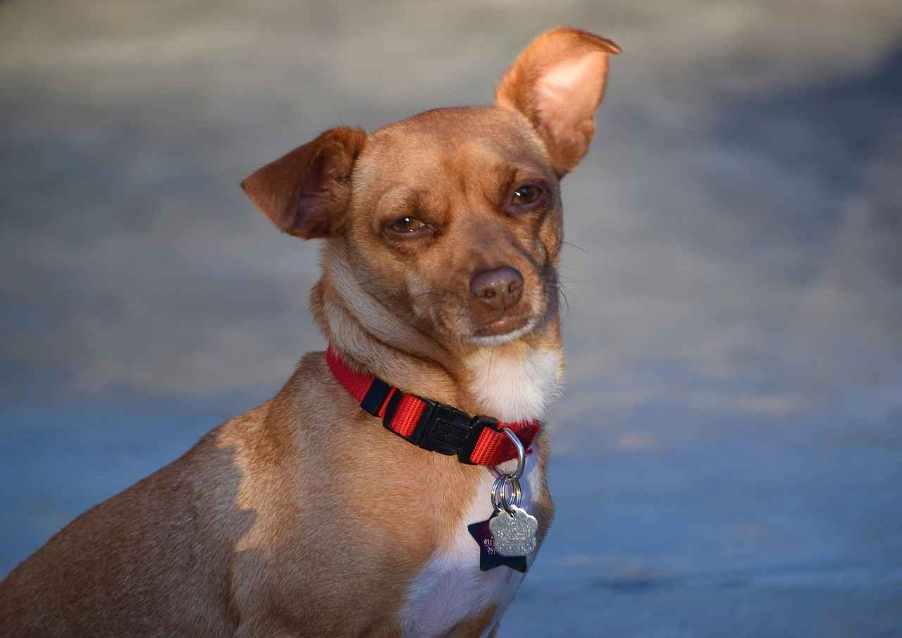 Wie hat sich Mia Khalifas Karriere durch OnlyFans verändert?